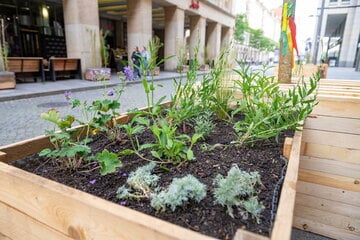 Dresden: Grüne Flaniermeile ade: Verkehrsversuch auf der Seestraße geht zu Ende