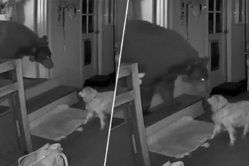 Nach Einbruch stehen sich Schwarzbär und Hunde-Opa Auge in Auge gegenüber