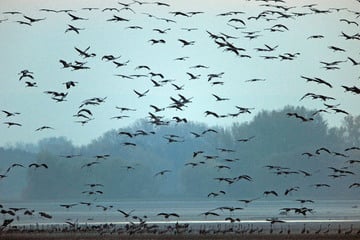 Faszinierendes Tierspektakel: 100.000 Kraniche ziehen durch Deutschland
