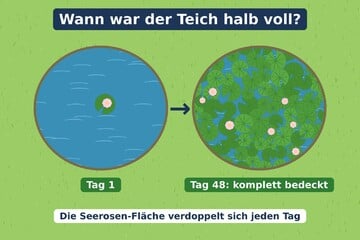 Rätsel des Tages vom 15.10.2026: Bei diesem Seerosen-Rätsel liegen die meisten daneben - Du auch?