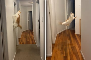 Cat does bonkers parkour while chasing a cicada around his apartment!