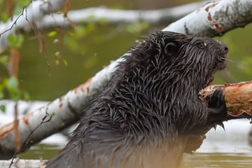 Selbstjustiz? Angeschossener Biber gefunden