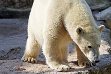 Sorge um Eisbär nach Unglück im Karlsruher Zoo: Mika wurde Zeh amputiert