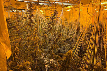 Cannabis-Plantage bei Wohnungsbrand entdeckt: Zwei Personen verletzt