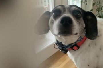 Mann soll auf Hund aufpassen: Doch die freche Fellnase hat einen Plan und trickst ihn aus