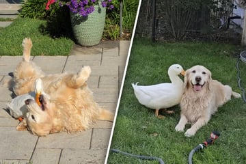 Ente trifft auf Golden Retriever mit Epilepsie: Was dann folgt, lässt zahlreiche Herzen schmelzen