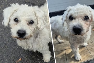 Ausgesetzt, um den Tierarzt zu sparen? Wer kümmert sich jetzt um den süßen Bichon Frisé?