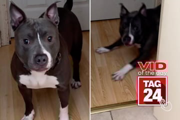 Viral Video of the Day for October 14, 2025: Dog owner "ragebaits" pup – and his reaction is priceless