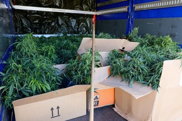 Durch anonymen Hinweis: Fahnder heben illegale Cannabisplantage aus