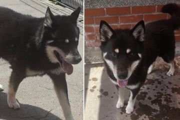 Husky Bruno wünscht sich nach Sicherstellung endlich die richtigen Menschen