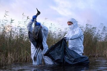 Eisiges Wetter beflügelt die Vogelgrippe