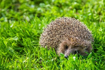 Igel-Nachwuchs im Sommer: Das sollten Gartenbesitzer beachten