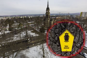 Alte Eiche verhindert Rohr-Sanierung: Sperrung am Trinitatisplatz