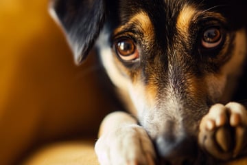 Wegen Böller-Krach: Total verängstigter Hund flüchtet alleine im Zug