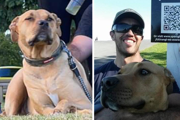 Tierschutzbeamter tötet falschen Hund: Als seine Besitzer sehen, wie der Rüde sterben musste, sind sie entsetzt