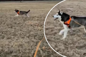 Blinder Husky lernt besonderen Befehl: Was das für ihn bedeutet, lässt alle Herzen schmelzen