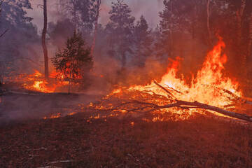 Waldbrand bei Jüterbog dehnt sich weiter aus und wird noch Tage andauern
