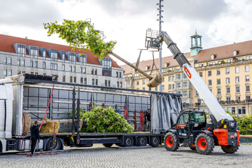 Dresden: 584 neue Bäume: In Dresden wird jetzt aufgeforstet
