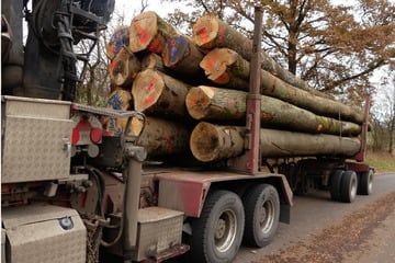 Holztransport platzt aus allen Nähten: Kontrolle enthüllt Mega-Überladung