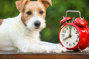 Do dogs have a sense of time? How do dogs perceive time?
