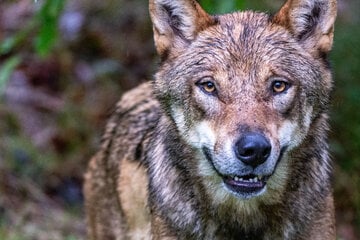 Neues Jagdgesetz! Landkreise machen Jagd auf Wölfe, Kritik von Naturschützern