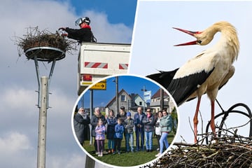 Nest von Storch Gustav zwangsgeräumt: Anwohner in sächsischem Dörfchen protestieren