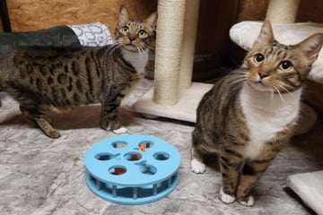 Blacky und Simba wollen schmusen: Wer schenkt den Brüdern ein Zuhause?