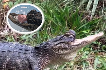 Alligatoren-Baby ohne Oberkiefer wird zum Internet-Hit!