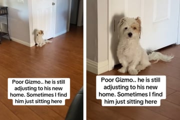 Hund starrt verzweifelt ins Leere: Aus diesem Grund bricht er zahlreiche Herzen