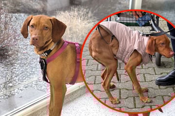 Entscheidung entsetzt: Peinigerin lässt Hund fast zu Tode hungern und bekommt Recht!
