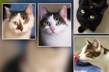 Vollzeit-Kuschelpersonal gesucht! Wer ist bereit für dieses zuckersüße Katzen-Quartett?