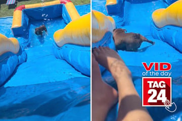 Viral Video of the Day for September 23, 2023: Dog has the time of his life on waterslide!