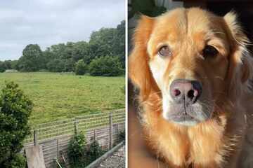 Pet owners are panicked when dog gets lost at the park, but then the funniest thing happens