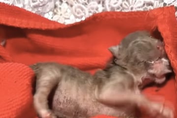 Kitten born with two faces rocks the internet in startling new footage