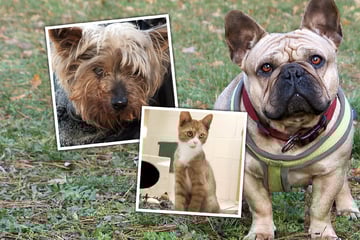 Wegen Qualzucht sichergestellt: Zusammen mit über 30 anderen wurde Tina aus der Massenzucht gerettet