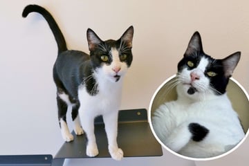 "Ein Traumkater": Besonderer Stubentiger bringt Herzen zum Schmelzen