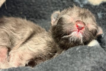 Tierheim teilt trauriges Ende eines tragischen Ereignisses: Babykatze miaut nach Mama und stirbt
