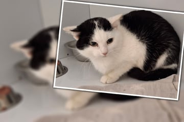 Zurückhaltender Kater sucht Kuschelpartner: Wer kann Werners Herz erobern?
