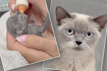 Zu früh geboren, viel zu wenig auf der Waage: Diese Katzen-Story geht ans Herz