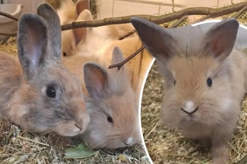 Zuhause gesucht! Kaninchen-Familie will endlich aus dem Tierheim hoppeln