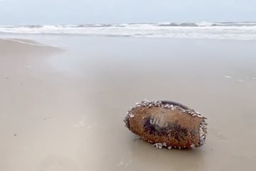 Spaziergänger finden merkwürdiges Etwas am Strand: Was sie dann bemerken, toppt alles