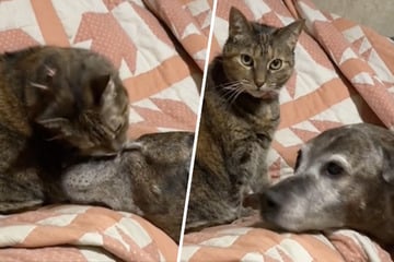 Cat and dog's precious bestie bedtime ritual melts hearts on TikTok