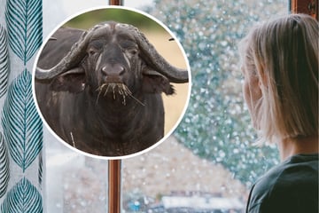 Woman looks out window only to discover water buffalo in pool