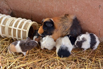 Wie alt können Meerschweinchen werden?