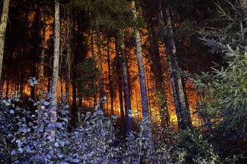 Waldbrand bei Schramberg: Was ist die Ursache für das fatale Feuer?
