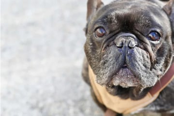 Hund mit Handicap landet im Tierheim: Wer hat ein Körbchen für Nokart?