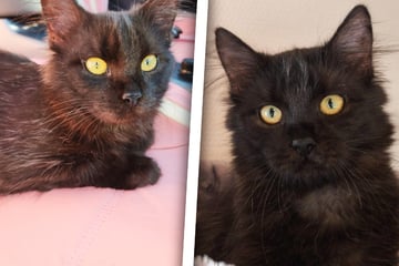 Es geht bei Kater Besen um Leben und Tod: "Fühlt sich wie kleines Wunder an"