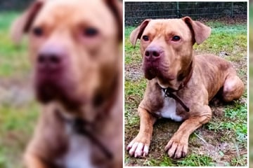 Verängstigt und abgemagert ins Tierheim: Findet "Staffy" Arian jetzt sein Glück?