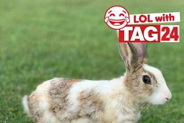 Joke of the Day for August 19, 2025: A bunny funny to make you laugh