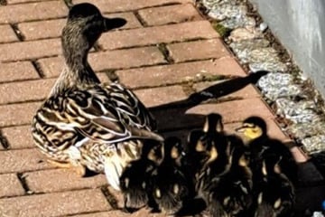 Tierische Rettungsaktion im Vogtland